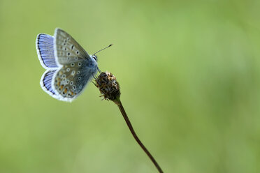 Gemeiner Bläuling, Polyommatus icarus, sitzend auf einer Blüte - MJOF000416