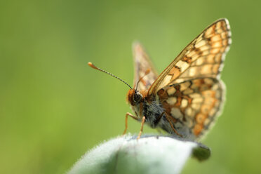 Sumpf-Scheckenfalter, Euphydryas aurinia, auf einem Blatt sitzend - MJOF000417