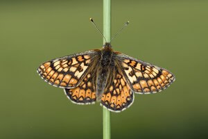 Sumpf-Scheckenfalter, Euphydryas aurinia, hängt an einem Grashalm - MJOF000419