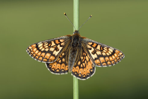 Marsh fritillary, Euphydryas aurinia, hanging at blade of grass - MJOF000419