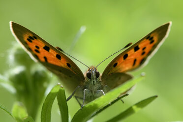 Kleines Kupfer, Lycaena phlaeas, auf einem Blatt sitzend - MJO000421