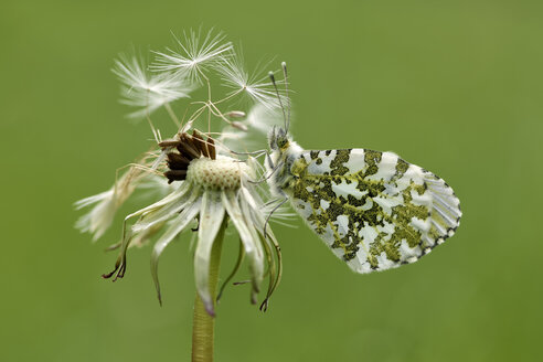 Orangefarbene Spitze, Anthocharis cardamines, am Pusteblume hängend - MJO000422