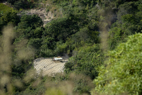 Südamerika, Bolivien, Coroico, Illegales Koka-Feld, Erythroxylum coca - FLK000271