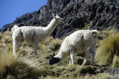 Südamerika, Departement La Paz, Altiplano, weidende Lamas - FLKF000276