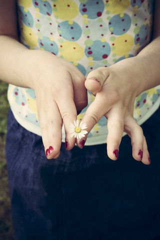 Little girl's hands holding single daisy, Bellis perennis stock photo