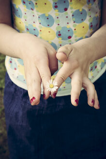 Die Hände eines kleinen Mädchens halten ein einzelnes Gänseblümchen, Bellis perennis - LVF001359