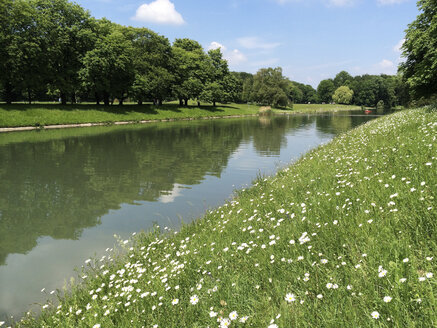 Deutschland, Nordrhein-Westfalen, Köln, Stadtpark, Decksteiner Teich mit Gänseblümchen (Leucanthemum) - GWF002857