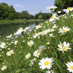 Deutschland, Nordrhein-Westfalen, Köln, Stadtpark, Decksteiner Teich mit Gänseblümchen (Leucanthemum) - GWF002859