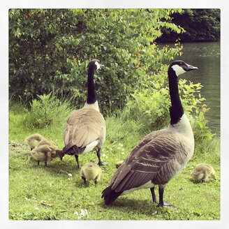 Deutschland, Nordrhein-Westfalen, Köln, Stadtpark, Decksteiner Weiher, Familie der Kanadagänse (Branta canadensis) - GWF002860