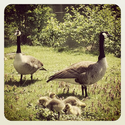 Deutschland, Nordrhein-Westfalen, Köln, Stadtpark, Decksteiner Weiher, Familie der Kanadagänse (Branta canadensis) - GWF002861