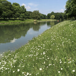 Germany, North Rhine-Westphalia, Cologne, City Park, Decksteiner pond with daisies (Leucanthemum) - GWF002869