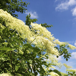 Deutschland, Nordrhein-Westfalen, Köln, Stadtpark, Holunderbaum (Sambucus), Holunderblüten - GWF002870