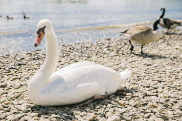 Deutschland, Leverkusen, Weißer Schwan, Cygnus, auf Kieselsteinen am Rheinufer - MFF001126