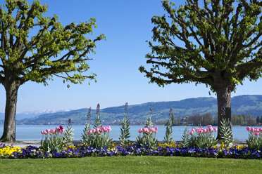 Schweiz, Thurgau, Arbon, Bodensee, Seepromenade - WIF000736