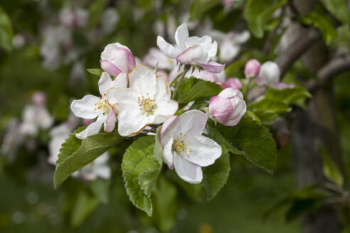 Deutschland, Baden-Württemberg, Weiße und rosa Blüten von Apfelbaum, Malus - WIF000744