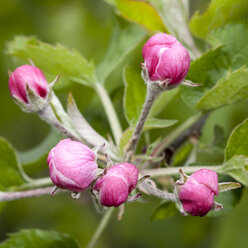 Deutschland, Baden-Württemberg, Rosa Blüten des Apfelbaums, Malus - WIF000745