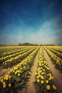 Yellow tulip field, alienation - DWI000079