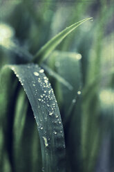 Dew drops on leaves, close-up - DWI000080