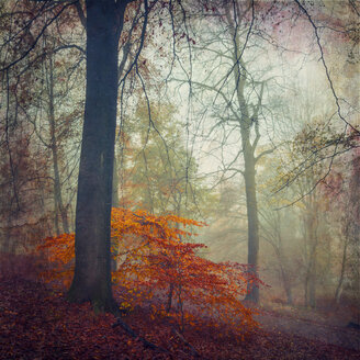 Wald im Herbst, Entfremdung - DWI000073