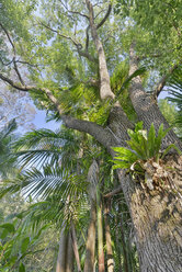 Australien, New South Wales, Wanganui, Epiphyten auf einem Baumstamm - SHF001354
