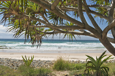 Australien, New South Wales, Byron Bay, Broken Head Naturschutzgebiet, Kohlbaum und Blick auf den Strand - SHF001334