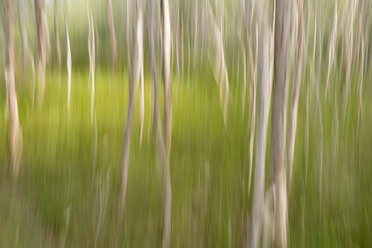 Australia, New South Wales, Pottsville, paper bark tea trees in movement - SHF001388