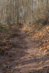 Germany, Rhineland-Palatinate, Burrweiler, Hiker on hiking path - GWF002878