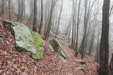 Deutschland, Rheinland-Pfalz, Burrweiler, Pfälzerwald, Wanderweg - GWF002879