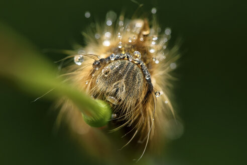 Trinker, Euthrix potatoria - MJOF000425