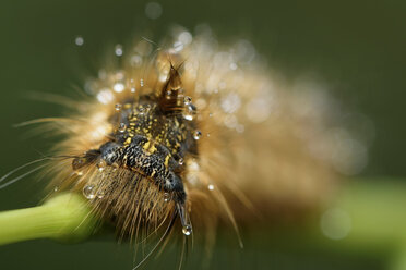 Trinker, Euthrix potatoria - MJOF000426