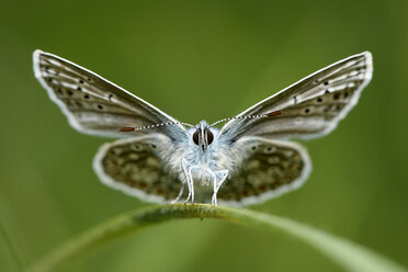 England, Gewöhnlicher Blauer, Polyommatus Icarus - MJOF000429