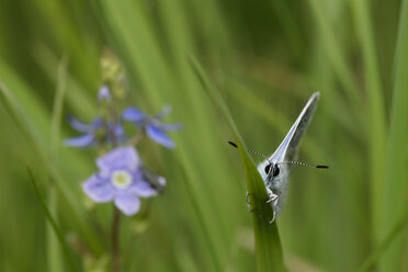 England, Gewöhnlicher Blauer, Polyommatus Icarus - MJOF000430