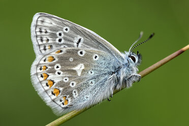 England, Gewöhnlicher Blauer, Polyommatus Icarus - MJOF000431