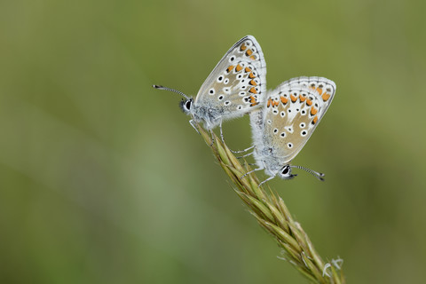 England, Zwei braune Argus, Aricia agestis, zwei Schmetterlinge, die auf einer Ähre sitzen, lizenzfreies Stockfoto