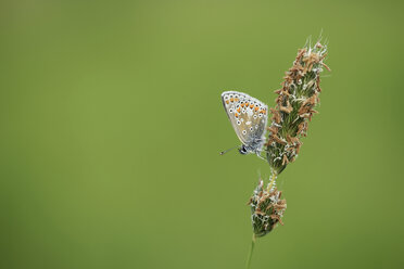 England, Brauner Argus, Aricia agestis - MJOF000433