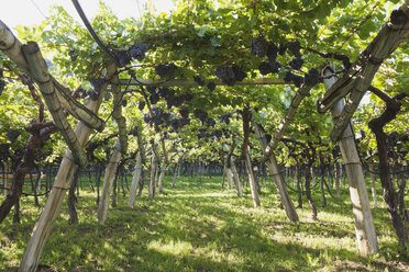 Italien, Südtirol, Kaltern, Blaue Weintrauben am Rebstock - GW002891