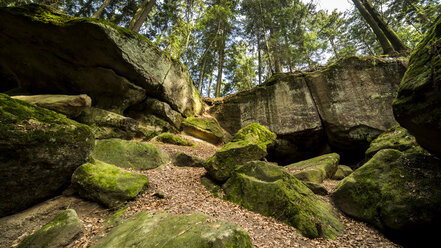 Deutschland, Baden-Württemberg, Schwäbisch-Fränkischer Naturpark, Brunnenklinge - STS000404