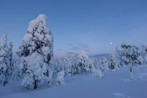 Finnland, Rovaniemi, Winterwald zur blauen Stunde, lizenzfreies Stockfoto