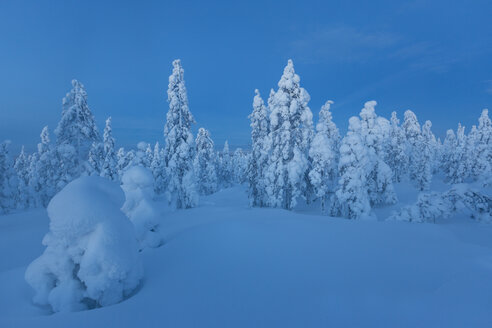 Finnland, Rovaniemi, Winterwald zur blauen Stunde - SR000548