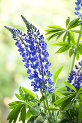 Deutschland, Großblättrige Lupine, Lupinus polyphyllus - MAEF008373