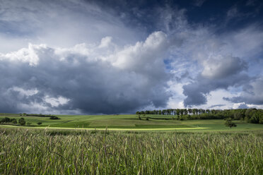 Germany, Baden-Wuerttemberg, Constance district, barkley field at Hegau by storm - ELF001050