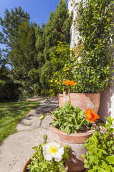 Citrus, poppies, Papaver, and common jasmine, Jasminum officinale, planted in clay pots standing in sunny garden - WDF002503