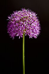 Großer lila-violetter kugelförmiger Lauch, Allium hollandicum - MHF000307