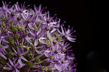 Großer lila-purpurner kugelförmiger Lauch, Allium hollandicum, Detail - MHF000308