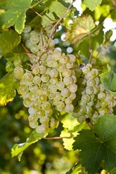 Grüne Weintrauben, Vitis vinifera, Nahaufnahme - AMF002319