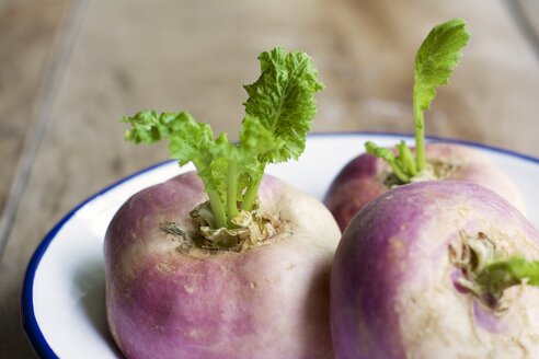 Mai-Rüben, Brassica rapa subsp. rapa var. majalis, in einer Emailleschale - HAWF000265