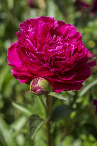 Deutschland, Hessen, Paeonia, Bombus terrestris, lizenzfreies Stockfoto