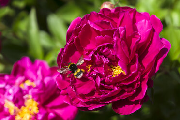 Deutschland, Hessen, Pfingstrose, Paeonia, und Erdhummel, Bombus terrestris - WEF000127