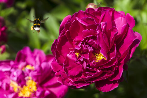 Deutschland, Hessen, Pfingstrose, Paeonia, und Erdhummel, Bombus terrestris, fliegend - WEF000128