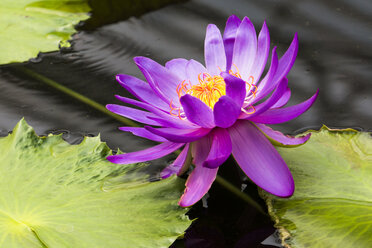 UK, London, Kew, Royal Botanic Gardens, Kew Gardens, violet water lily - WEF000131